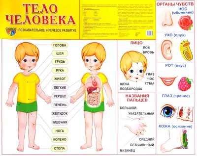 Менингококковая инфекция | ФБУЗ «Центр гигиены и эпидемиологии в Республике  Татарстан (Татарстан)»