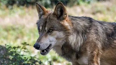 Человек-волк / The Wolfman (2010) - Ужасы - КиноПоиск - АФИША | Wolfman,  The wolfman 2010, Werewolf