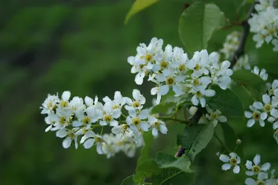 Под белым пологом цветения: посадка и выращивание благоуханной черёмухи |  Интернет-магазин садовых растений