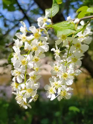 Весна в Чимкенте 2016 г Белая черемуха в цвету - YouTube