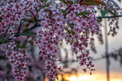 Веточка цветущей черёмухи, весна …» — создано в Шедевруме