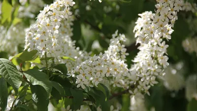 Черемуха маака \"Amber Beauty\" купить в питомнике растений, доставка по  Самаре и Самарской области, саженцы, крупномеры, посадка и уход