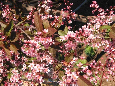 Черёмуха, цвет черёмухи, весна, природа,bird cherry, bird cherry blossom