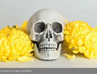 Горшок череп для цветов - 66 фото