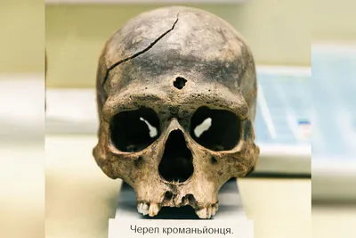 Купить анатомический череп из гипса в Минске интернет-магазин