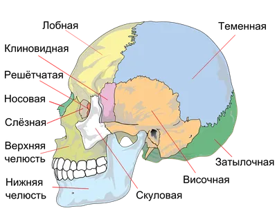 Реалистичный череп, реквизит, череп в древнем подземелье, модель черепа  стандартного размера для Хэллоуина, Декор, уличный кладбище, скелет |  AliExpress