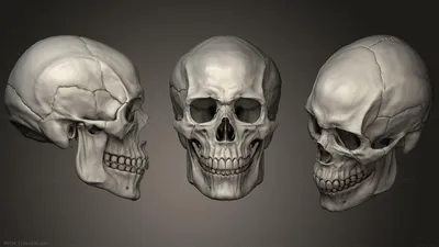 Возрастные изменения костей черепа