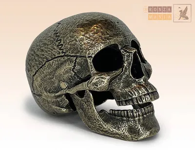 В Китае обнаружили череп человека возрастом около миллиона лет - Газета.Ru  | Новости