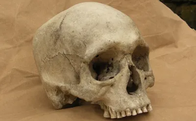 Новый вид. В Китае обнаружили череп неизвестного науке древнего  «человека-дракона»