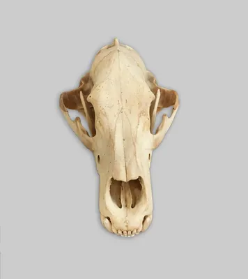 В Китае раскопали древний череп, не похожий ни на один из известных
