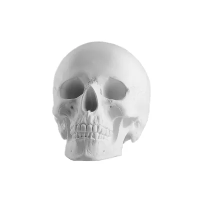 Череп Примата Hagen Exo-Terra Primate Skull купить в Москве по выгодной  цене в зоомагазине «Panteric»