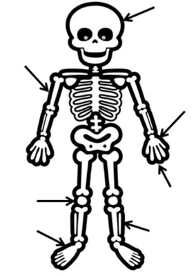 Скелет рисунок для детей - 36 фото