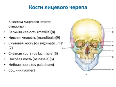 ОБЩЕЕ СТРОЕНИЕ ЧЕРЕПА ЧЕЛОВЕКА | Мемология | Дзен