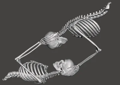 Файл STL Скелеты любят черепа любят 🎨・3D-печатная модель для загрузки・Cults