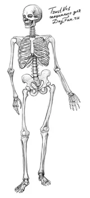 Скелет, череп | Череп, Скелет, Анатомическое искусство