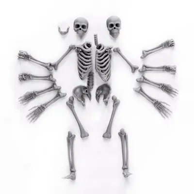 череп и кости PNG , череп, кость, скелет PNG картинки и пнг PSD рисунок для  бесплатной загрузки