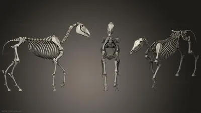 Кости черепа. Остеология занятие №1. Краткая анатомия костей черепа + видео  | Анатомия в 3D | Дзен