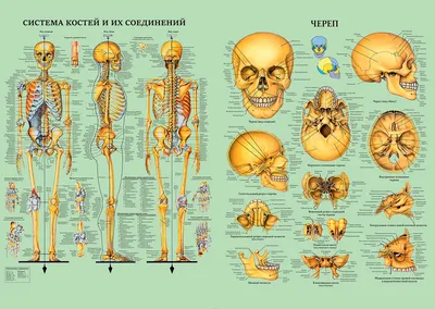 Анатомия скелеты и черепа - Скелет лошади, ANTM_1209 | 3D модель для ЧПУ  станка