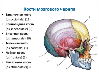 Плакат \"Скелет человека и строение черепа\" (1 шт, формат А1,  ламинированный). Комплект из 2 штук - купить с доставкой по выгодным ценам  в интернет-магазине OZON (506441573)