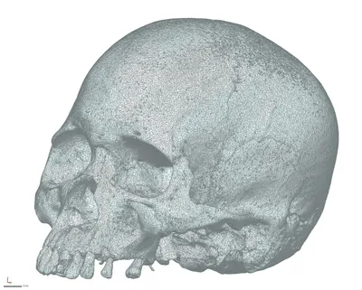 Анатомическая модель Черепа скелета человека, школьные принадлежности,  учебный инструмент | AliExpress