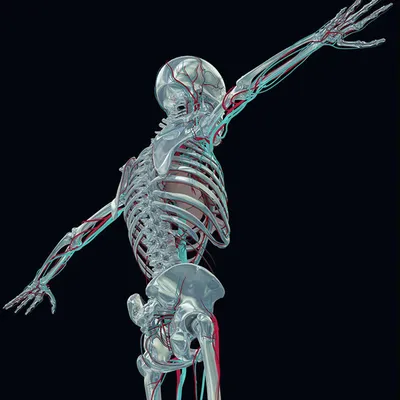Скелет анатомический 180 см, на штативе, с плакатом Студия черепов Гудскулл  13995794 купить за 21 250 ₽ в интернет-магазине Wildberries