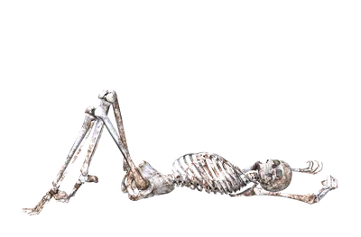 Анатомия скелеты и черепа - Скелет пингвина, ANTM_0934 | 3D модель для ЧПУ  станка
