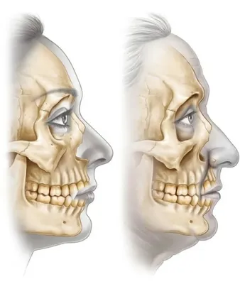 Анатомическая модель черепа цветная › купить, цена в Москве, оптом и в  розницу