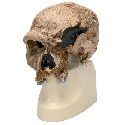 Хрустальные черепа ацтеков: оригиналы или подделки? | Пикабу