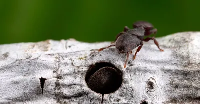Гибрид муравей + черепаха» — создано в Шедевруме