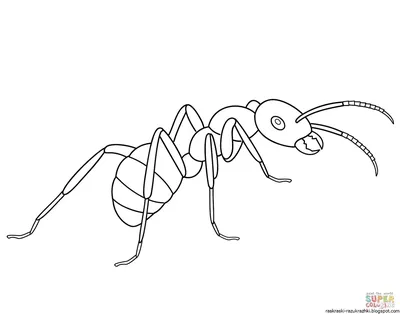 Жемчужные ящерицы, муравьи-жнецы, мускусная черепаха и ясли для  головастиков: в экзотариуме появились новые постояльцы