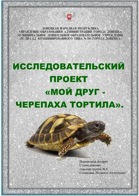 Черепаха Тортилла | Интернет-магазин сувениров СПб
