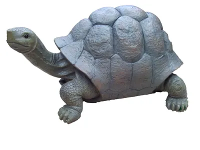 Черепаха тортила 300 лет живёт в …» — создано в Шедевруме