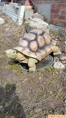 Черепаха Тортила из «Буратино» в старости привлекательнее, чем в молодости:  убедитесь сами