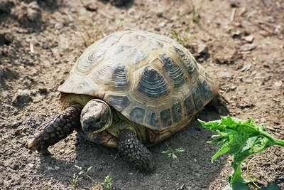 Черепаха степова — Вікіпедія