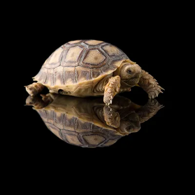Шпороносная черепаха купить в Москве по выгодной цене в зоомагазине  «Panteric»
