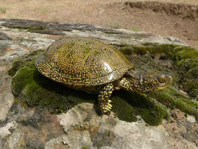 Болотная черепаха (Emys orbicularis)