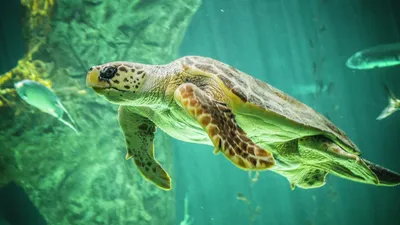 В Испании пруд одного из парков захватили необычные черепахи - РИА Новости,  09.10.2020