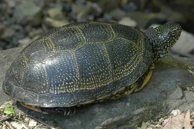 В сочинском национальном парке спасли редкий вид черепахи - Российская  газета