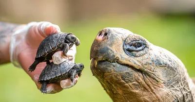 Двуглавая черепаха удивляет ученых: фото редкого создания -  novosti-tehnologij - Pets