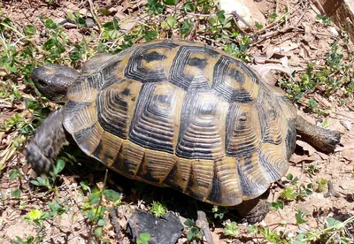 В Беларуси восстанавливают популяцию болотной черепахи | United Nations  Development Programme