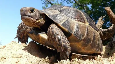 Небывалые кадры: гигантская сейшельская черепаха оказалась хищником - BBC  News Русская служба