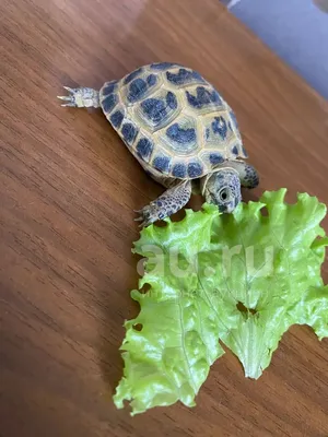 Мускусная черепаха - Coralreef