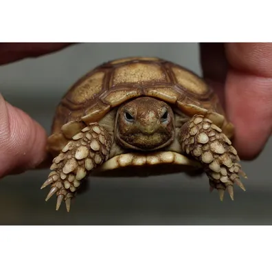 Сколько живут черепахи? | Вокруг Света