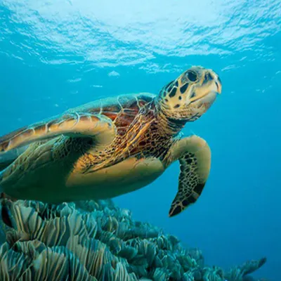 Рассказ о жизни Морских черепах. | Мир животных. | Дзен