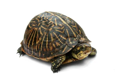 410 144 рез. по запросу «Черепаха» — изображения, стоковые фотографии,  трехмерные объекты и векторная графика | Shutterstock