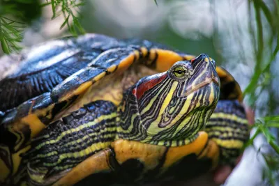 Уникальная краснокнижная черепаха обитает на территории будущего ООПТ в  Мысхако