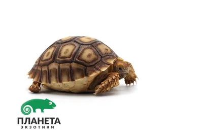 Шпороносная черепаха (Geochelone sulcata) купить в Планете экзотики