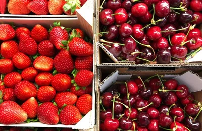 Черешня искусственная, Гроздь 13,5 см, 9 ягод на грозди, набор 2 штуки -  купить по низкой цене в интернет-магазине OZON (638237043)