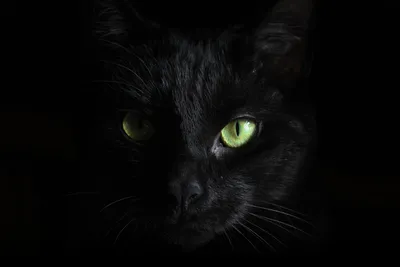 Рисунок с черной кошкой, рисунок с черной кошкой, черная кошка, портрет с черной  кошкой, настенное искусство для гостиной, черная кошка с большими глазами |  AliExpress