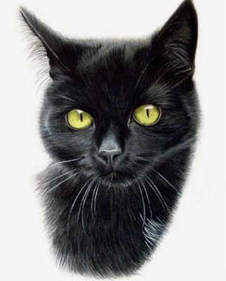 молодая черная кошка с белыми усами и лапами Стоковое Фото - изображение  насчитывающей лапка, открыто: 224780630